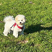 Arsène a rejoint le concours — aidez-le/la à gagner de superbes lots ! animal, canine, cute, daylight, dog, fluffy, grass, greenery, harness, leash, nature, outdoor, park, pet, playful, shadow, small_flowers, standing, sunny, white_dog