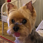 Gibson participe au concours pour gagner de l'argent avec cette photo : animal, architecture, baby, building, canine, chair, couch, dog, face, furniture, head, homedecor, indoors, interiordesign, livingroom, person, pet, puppy, room, terrier