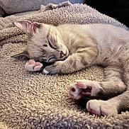 Lint joined the competition — help win amazing prizes! kitten, sleeping, cat, paw, fur, cozy, blanket, cute, pet, animal, domestic, resting, relaxation, indoor, soft, feline, nap, whiskers, pink_paw_pads, closeup