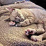 kitten, sleeping, cat, paw, fur, cozy, blanket, cute, pet, animal, domestic, resting, relaxation, indoor, soft, feline, nap, whiskers, pink_paw_pads, closeup