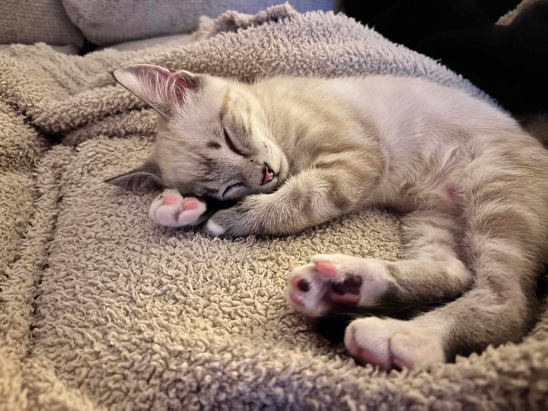 Lint joined the competition — help win amazing prizes! kitten, sleeping, cat, paw, fur, cozy, blanket, cute, pet, animal, domestic, resting, relaxation, indoor, soft, feline, nap, whiskers, pink_paw_pads, closeup