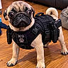 Nacho is registered to the contest to win money with this photo: dog, pug, k9, tactical_vest, harness, working_dog, pet, canine, animal, portrait, indoors, wooden_floor, living_room, furniture, black_gear, curled_tail, short_snout, large_eyes, standing, funny