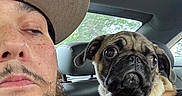 Nacho is registered to the contest to win money with this photo: dog, pug, pet, man, person, selfie, car, vehicle, harness, collar, seated, indoor, road_trip, face, beard, hat, eyes, portrait, animal, funny