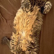 Balou participe au concours pour gagner de l'argent avec cette photo : cat, fluffy, long_hair, sleeping, relaxed, brown_blanket, pet, domestic_animal, feline, cozy, paw, fur, cute, resting, indoor, animal, whiskers, tabby, soft, comfort
