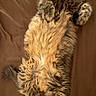cat, fluffy, long_hair, sleeping, relaxed, brown_blanket, pet, domestic_animal, feline, cozy, paw, fur, cute, resting, indoor, animal, whiskers, tabby, soft, comfort