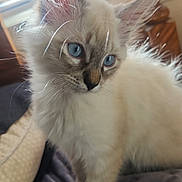 Gizmo joined the competition — help win amazing prizes! kitten, cat, blue_eyes, fluffy, indoor, pet, animal, fur, whiskers, bed, blanket, curious, closeup, soft_light, domestic, cute, young, feline, portrait, window_blinds