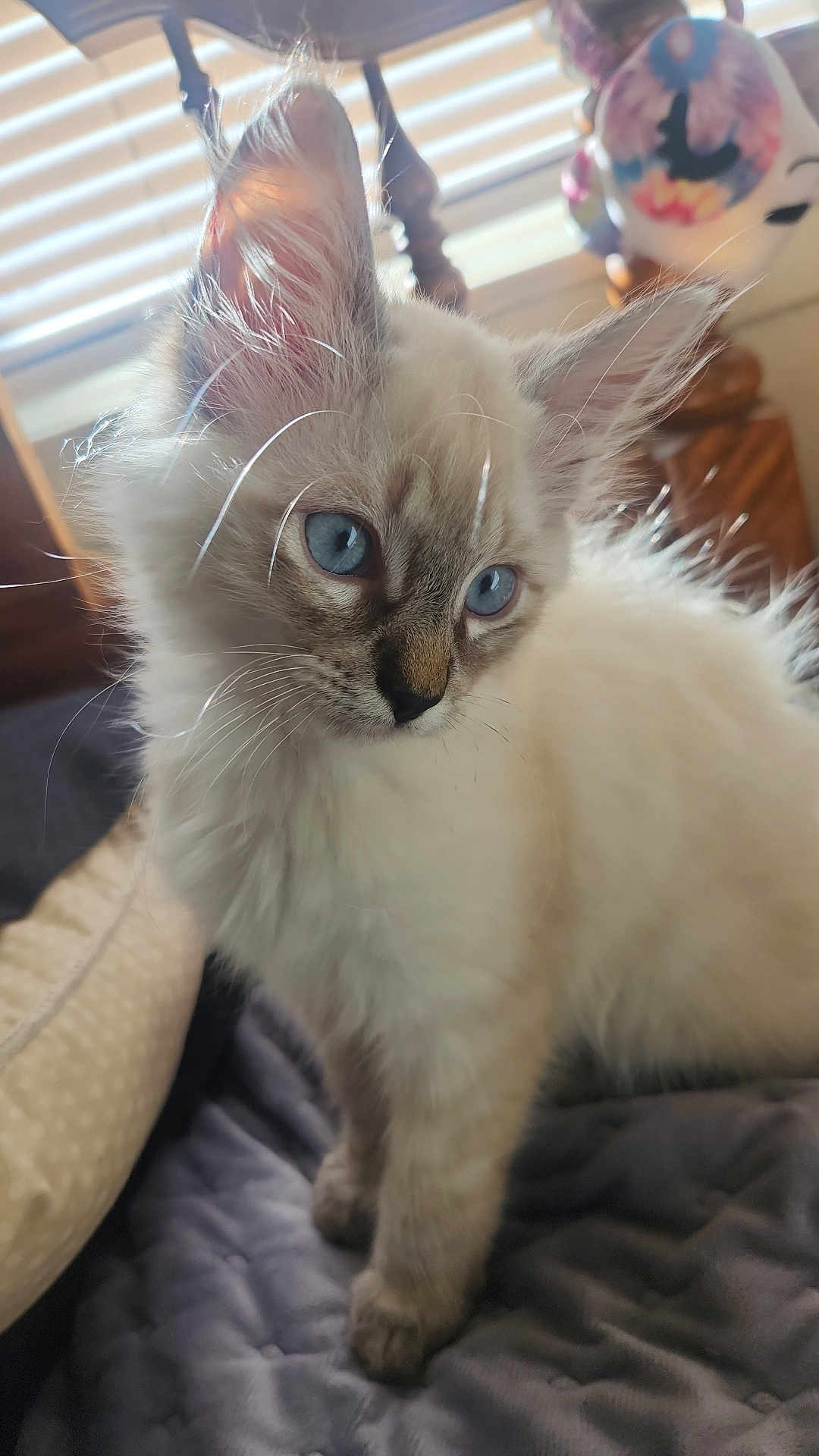 Gizmo