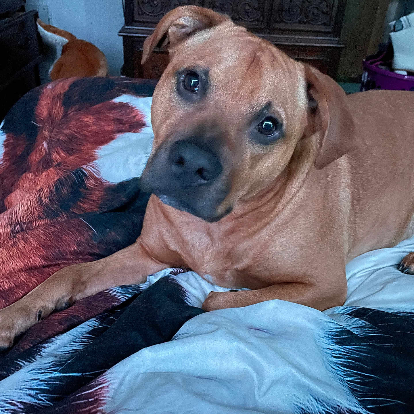 Blade is registered to the contest to win money with this photo: animal_print, bed, blanket, brown_dog, cabinet, canine, comfort, curious, dog, domestic, ears, eyes, furniture, household, indoor, lying_down, pet, resting, snout, two_dogs