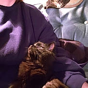 Loki is registered to the contest to win money with this photo: cat, person, couch, purple_sweatshirt, black_cat, indoor, cozy, pet, cuddling, furniture, relaxing, fur, whiskers, seated, casual, home, comfort, hat, warm, resting