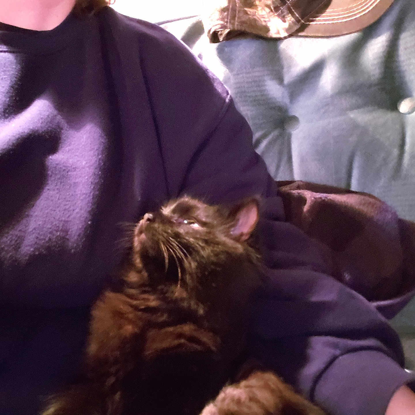 Loki is registered to the contest to win money with this photo: black_cat, casual, cat, comfort, couch, cozy, cuddling, fur, furniture, hat, home, indoor, person, pet, purple_sweatshirt, relaxing, resting, seated, warm, whiskers