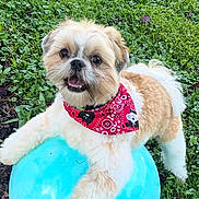 Cooper is registered to the contest to win money with this photo: dog, bandana, ball, grass, outdoor, pet, playful, happy, cute, fluffy, small_dog, red_bandana, blue_ball, green_grass, animal, canine, nature, daylight, toy, smiling