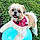 Cooper