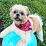 dog, bandana, ball, grass, outdoor, pet, playful, happy, cute, fluffy, small_dog, red_bandana, blue_ball, green_grass, animal, canine, nature, daylight, toy, smiling