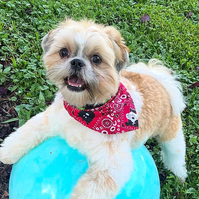 Cooper is registered to the contest to win money with this photo: animal, ball, bandana, blue_ball, canine, cute, daylight, dog, fluffy, grass, green_grass, happy, nature, outdoor, pet, playful, red_bandana, small_dog, smiling, toy
