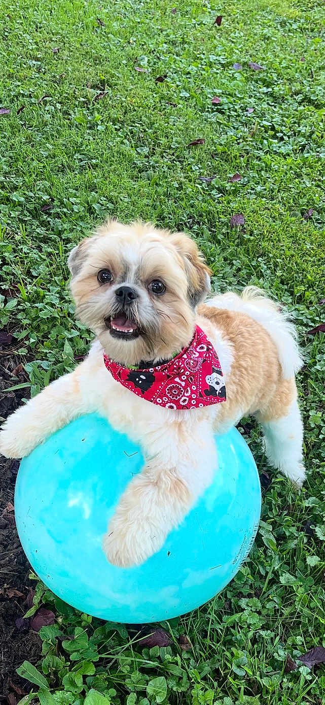 Cooper is registered to the contest to win money with this photo: dog, bandana, ball, grass, outdoor, pet, playful, happy, cute, fluffy, small_dog, red_bandana, blue_ball, green_grass, animal, canine, nature, daylight, toy, smiling