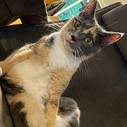 Izzy joined the competition — help win amazing prizes! cat, calico, pet, indoor, sofa, couch, whiskers, yellow_eyes, ears, portrait, curious, sitting, fur, close_up, home, furniture, domestic_cat, relaxed, upholstery, window