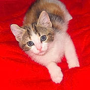 Rose is registered to the contest to win money with this photo: kitten, cat, animal, pet, feline, fur, cute, young, whiskers, ears, eyes, paws, red_blanket, soft, cozy, indoor, resting, looking_up, adorable, playful