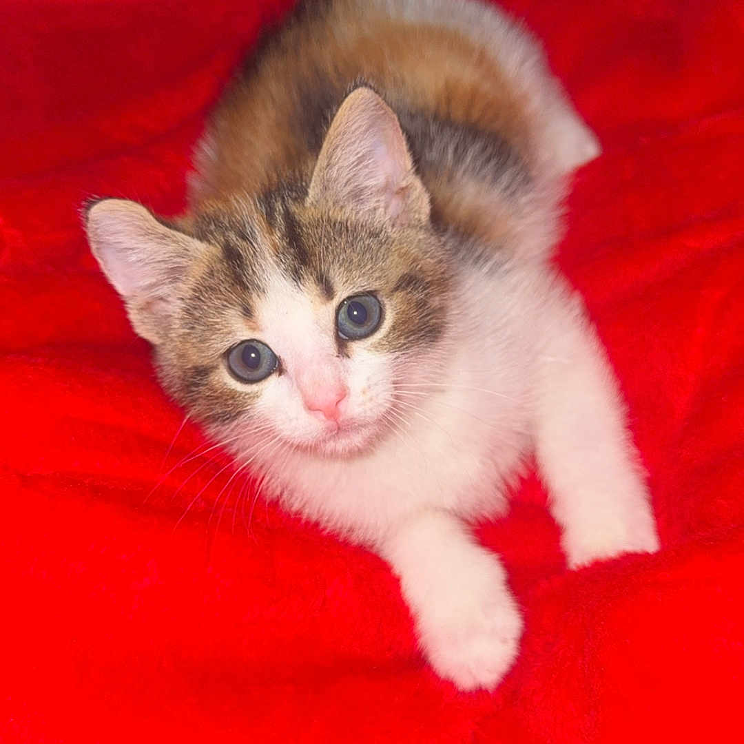Rose is registered to the contest to win money with this photo: kitten, cat, animal, pet, feline, fur, cute, young, whiskers, ears, eyes, paws, red_blanket, soft, cozy, indoor, resting, looking_up, adorable, playful