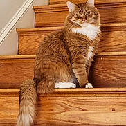 Leo joined the competition — help win amazing prizes! animal, cat, cute, domestic_cat, ears, feline, fluffy, fur, house, indoor, looking_at_camera, orange_tabby, pet, sitting, stairs, tail, whiskers, white_chest, white_paws, wooden_stairs