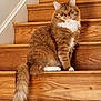animal, cat, cute, domestic_cat, ears, feline, fluffy, fur, house, indoor, looking_at_camera, orange_tabby, pet, sitting, stairs, tail, whiskers, white_chest, white_paws, wooden_stairs