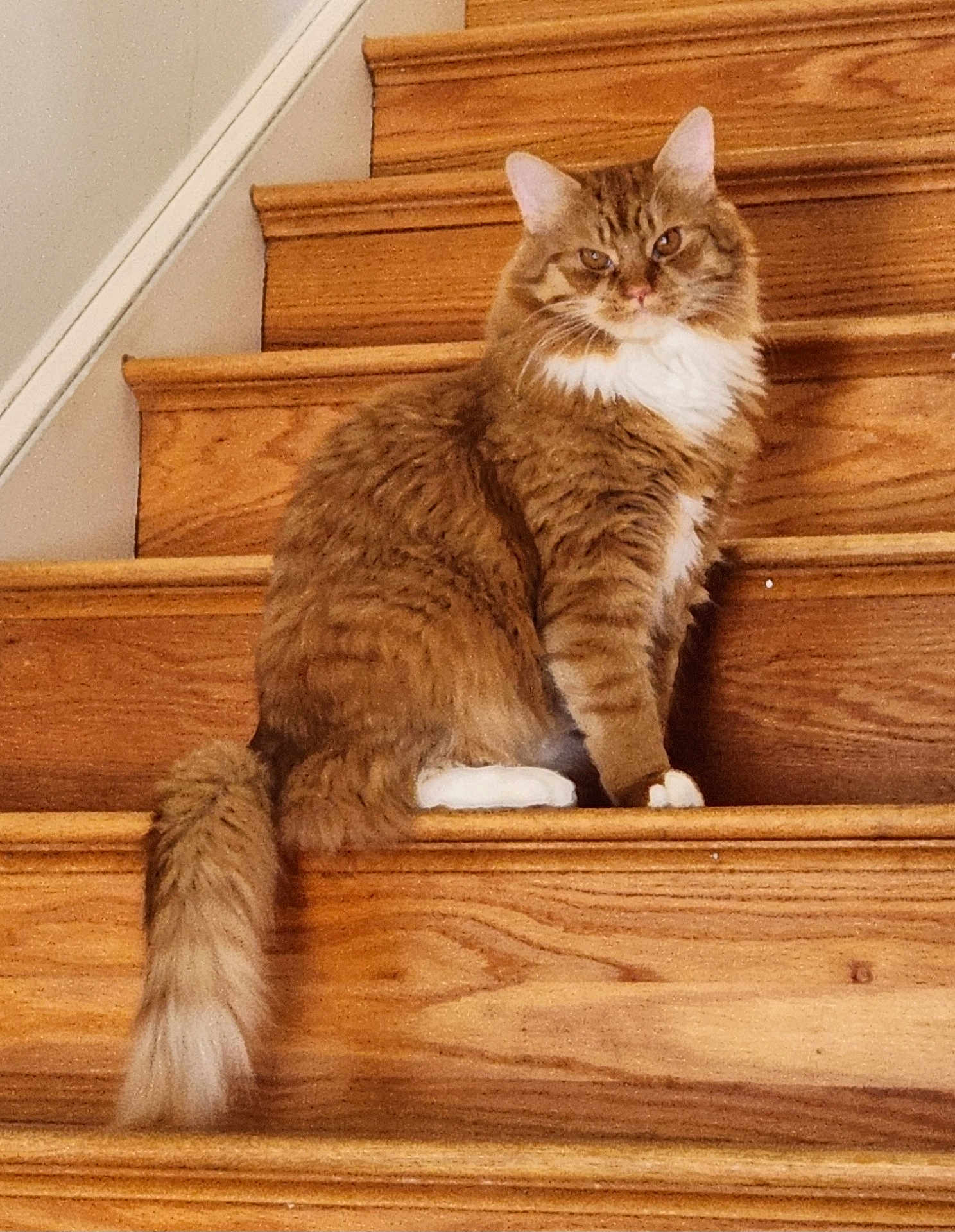 Leo