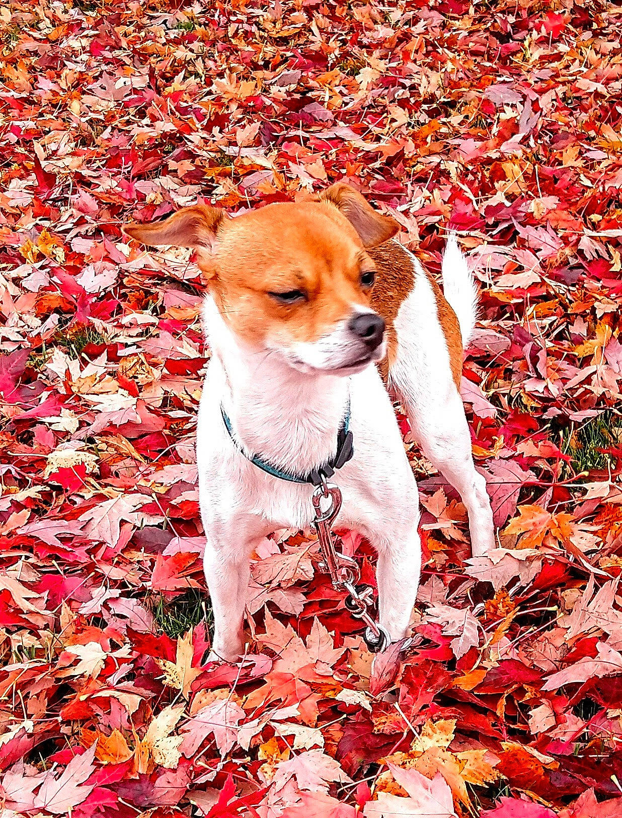 Hercules is registered to the contest to win money with this photo: autumn, canidae, carmine, carnivore, companion_dog, deciduous, dog, dog_breed, fawn, flowering_plant, grass, groundcover, leaf, people_in_nature, petal, plant, red, snout, sporting_group, tree
