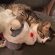 Mr Wolfiten is registered to the contest to win money with this photo: cat, tabby, stuffed_animal, plush_toy, cuddle, relaxed, cozy, feline, pet, indoor, soft, gray_background, paw, whiskers, ears, fur, animal, cute, comfort, resting