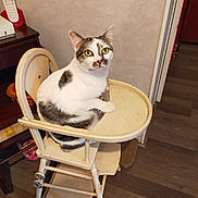 Palmer a rejoint le concours — aidez-le/la à gagner de superbes lots ! animal, cat, curious, domestic, ears, eyes, face, furniture, high_chair, home, indoor, pet, phone, room, sitting, tabby_cat, table, vintage, white_cat, wooden_floor