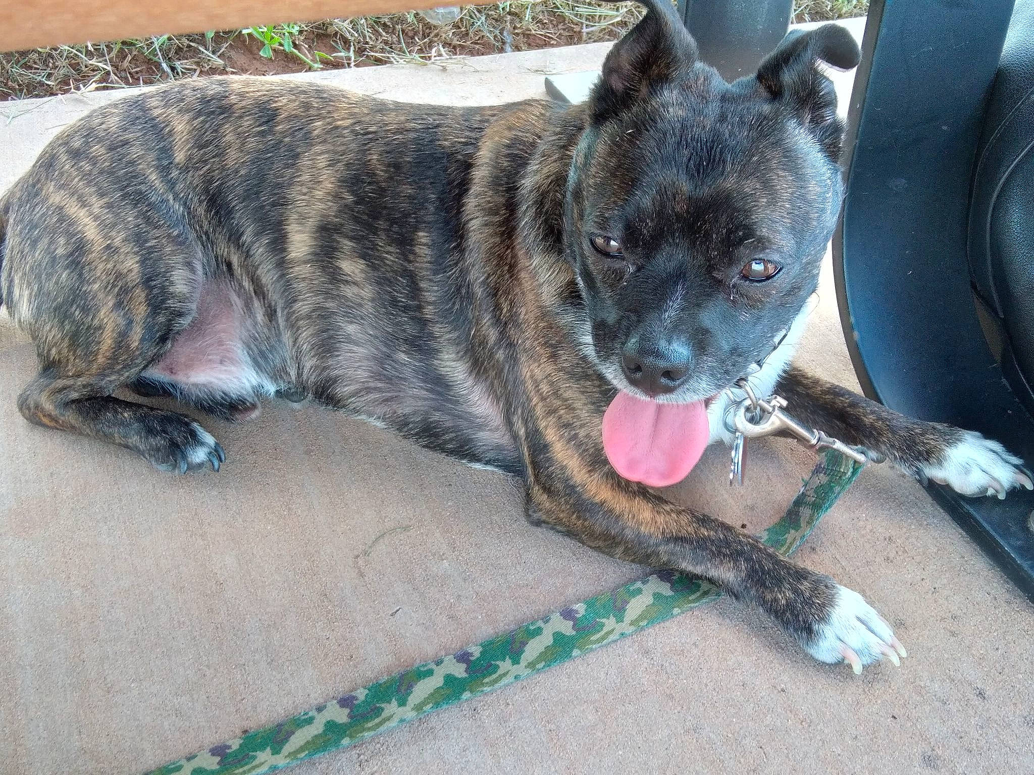 Oreo is registered to the contest to win money with this photo: australian_stumpy_tail_cattle_dog, canidae, carnivore, cimarron_uruguayo, collar, companion_dog, dog, dog_breed, dog_collar, fawn, fur, herding_dog, non_sporting_group, sporting_group, tail, terrestrial_animal, treeing_tennessee_brindle, whiskers, working_animal, working_dog