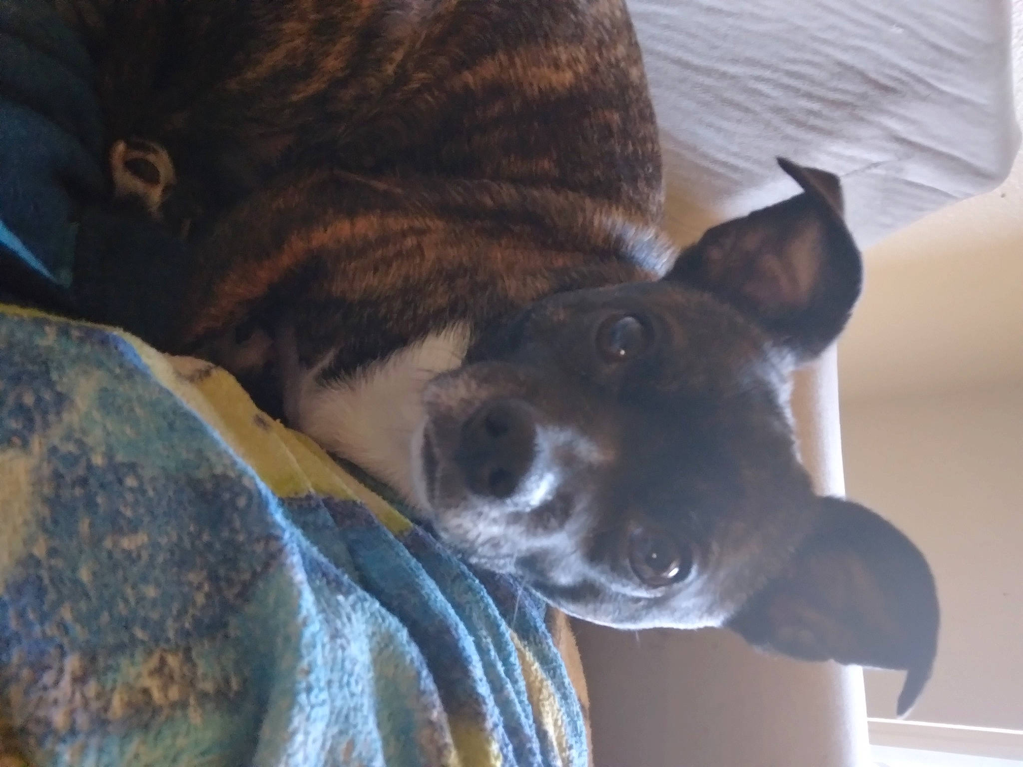 Oreo is registered to the contest to win money with this photo: canidae, carnivore, collar, companion_dog, dog, dog_breed, dog_collar, ear, fawn, fur, guard_dog, non_sporting_group, puppy, snout, sporting_group, tail, terrestrial_animal, whiskers, working_animal, working_dog