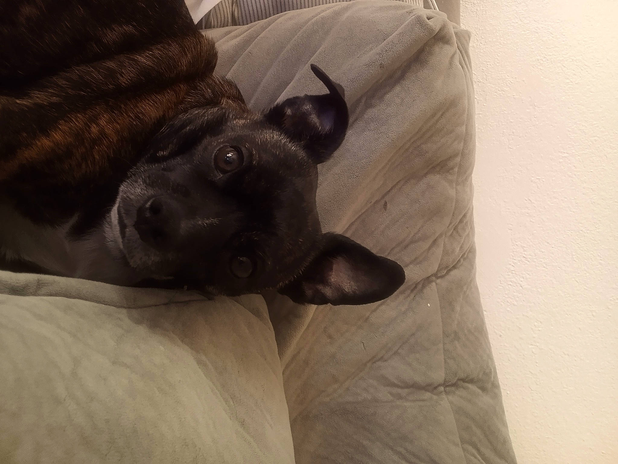 Oreo is registered to the contest to win money with this photo: canidae, carnivore, comfort, companion_dog, couch, dog, dog_breed, ear, fawn, fur, grey, guard_dog, linens, nap, snout, sporting_group, terrestrial_animal, toy_dog, whiskers, working_animal