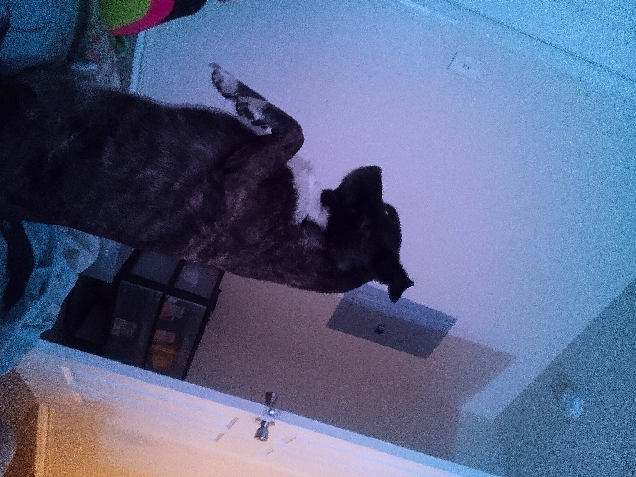 Oreo is registered to the contest to win money with this photo: ceiling, electric_blue, gesture, glass, plaster, room, shadow, space, tail, wood