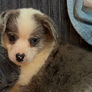 Shadow is registered to the contest to win money with this photo: puppy, dog, canine, fluffy, brown_and_white, young_animal, pet, portrait, close_up, indoors, blanket, cuddly, sleepy, calm, blue_eyes, black_nose, fur, cozy, seated, adorable