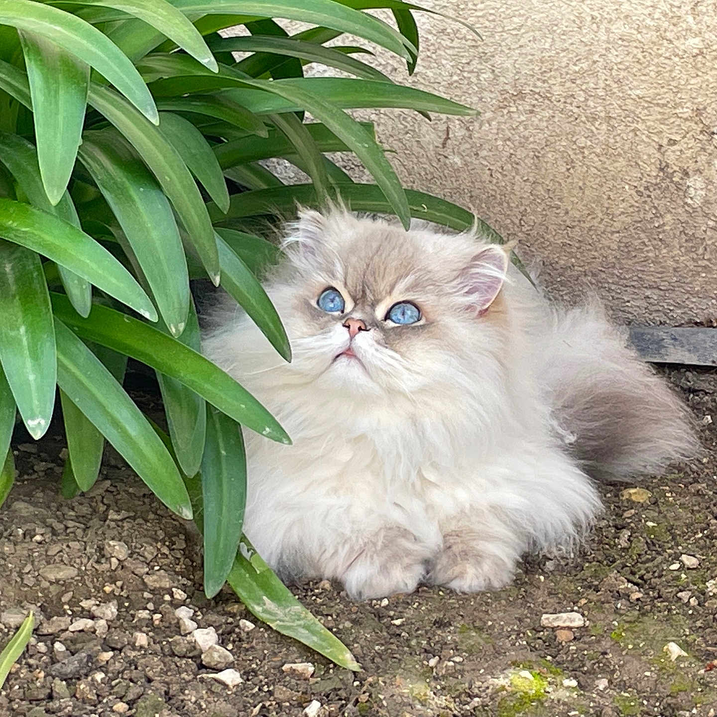 Reven participe au concours pour gagner de l'argent avec cette photo : cat, kitten, fluffy, long_hair, blue_eyes, white_fur, cream_fur, animal, pet, sitting, outdoor, garden, plant, leaves, soil, ground, wall, portrait, closeup, cute