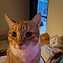 cat, orange_tabby, indoor, pet, feline, whiskers, ears, curious, closeup, animal, mammal, fur, face, eyes, nose, window, background, soft_light, household, domestic