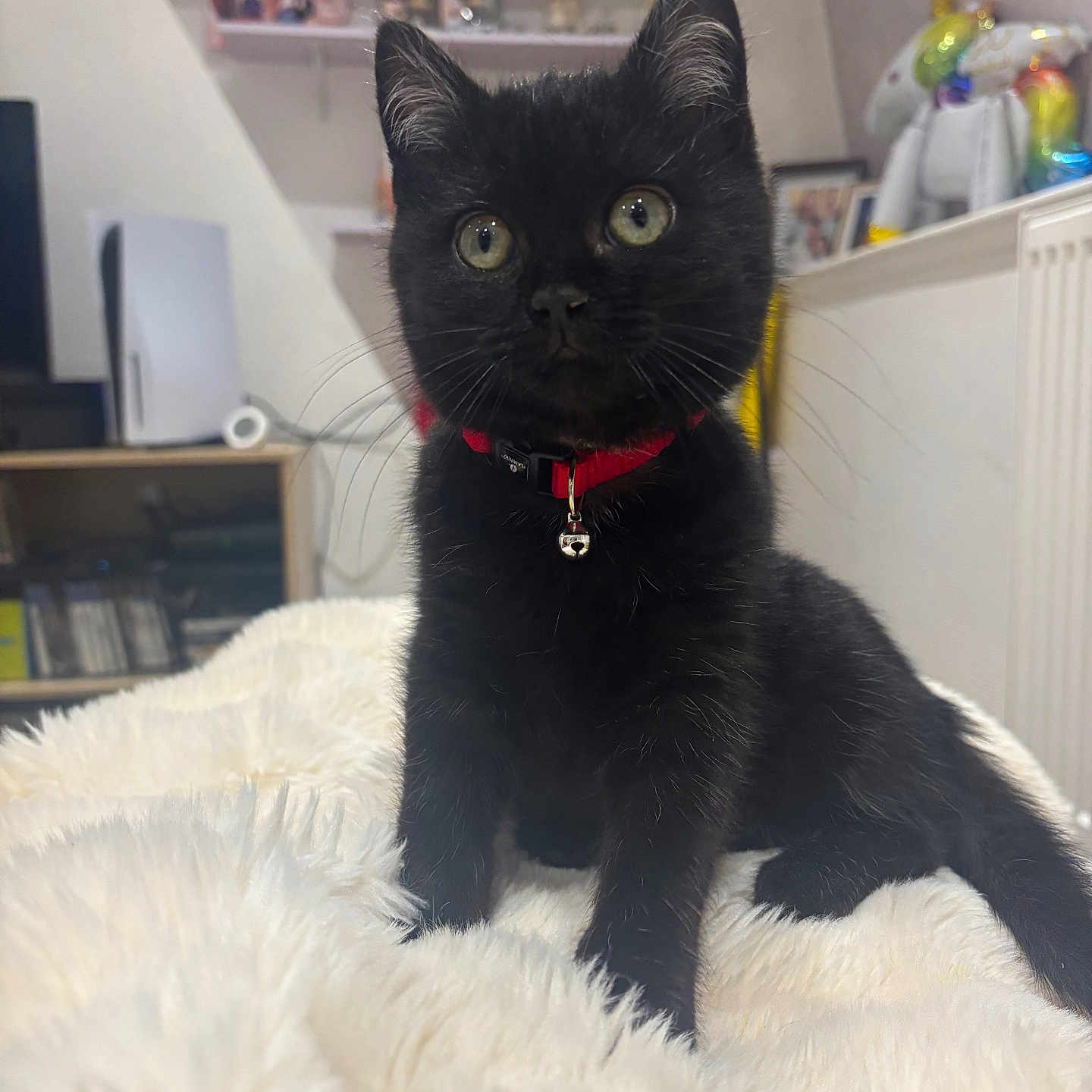 Hadès a rejoint le concours — aidez-le/la à gagner de superbes lots ! abyssinian, animal, blackcat, bookcase, cat, computerhardware, den, electronics, furniture, hardware, indoors, kitten, manx, monitor, person, pet, screen, shelf, tape, tv