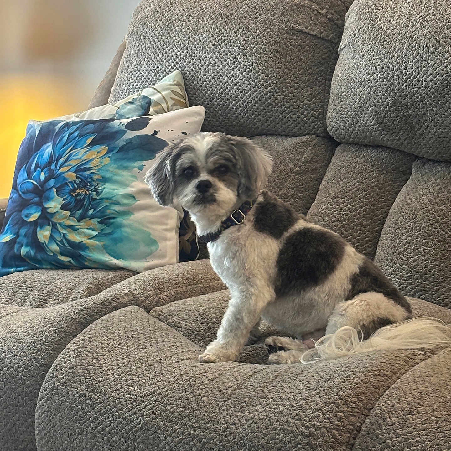 Max is registered to the contest to win money with this photo: animal, black, companion, couch, cozy, decor, dog, domestic_animal, fur, furniture, gray, home, indoor, living_room, pet, pillow, relaxing, sitting, sofa, white