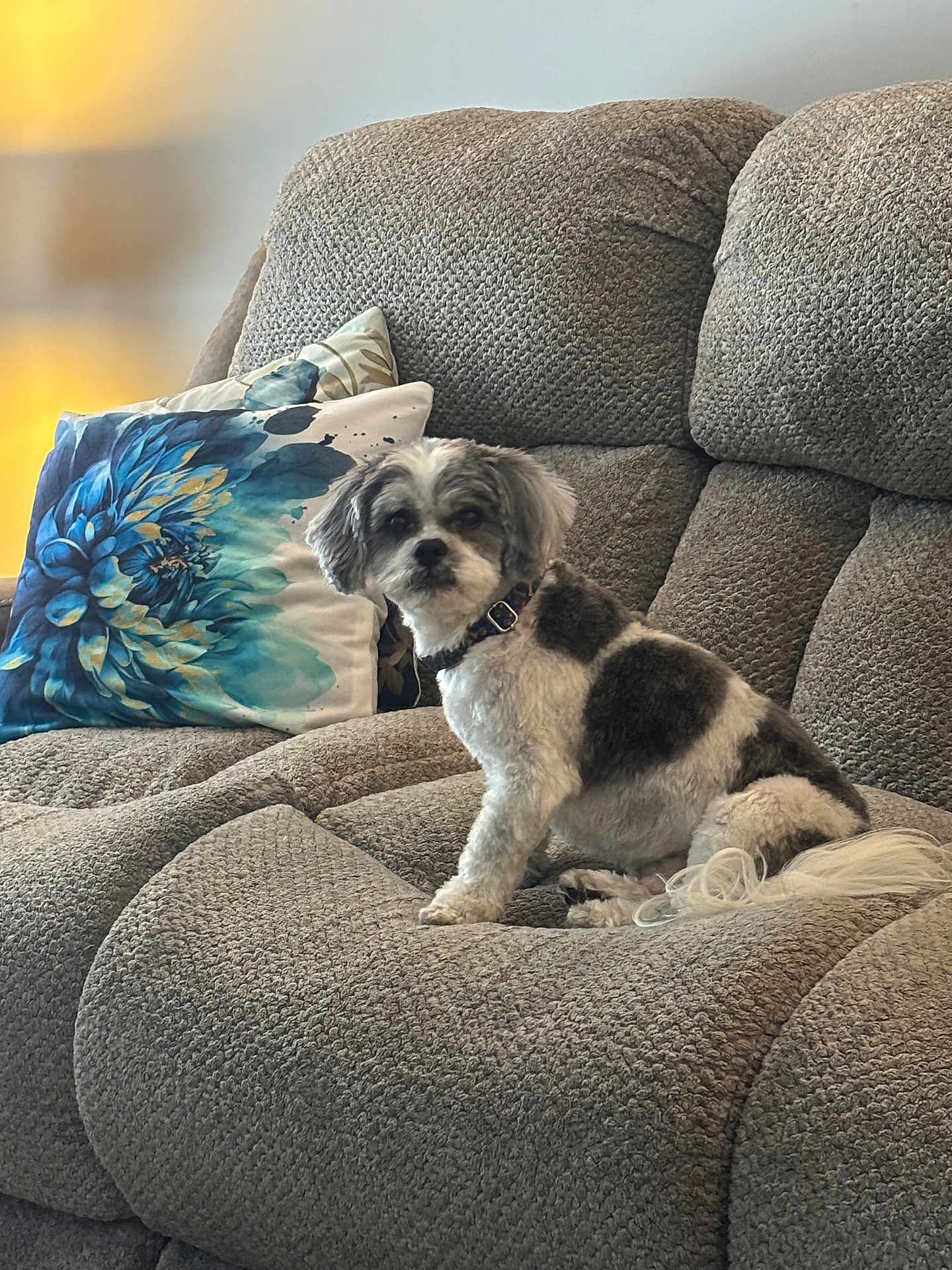 Max is registered to the contest to win money with this photo: dog, pet, couch, sofa, indoor, pillow, gray, white, black, furniture, home, cozy, fur, sitting, domestic_animal, companion, relaxing, decor, animal, living_room