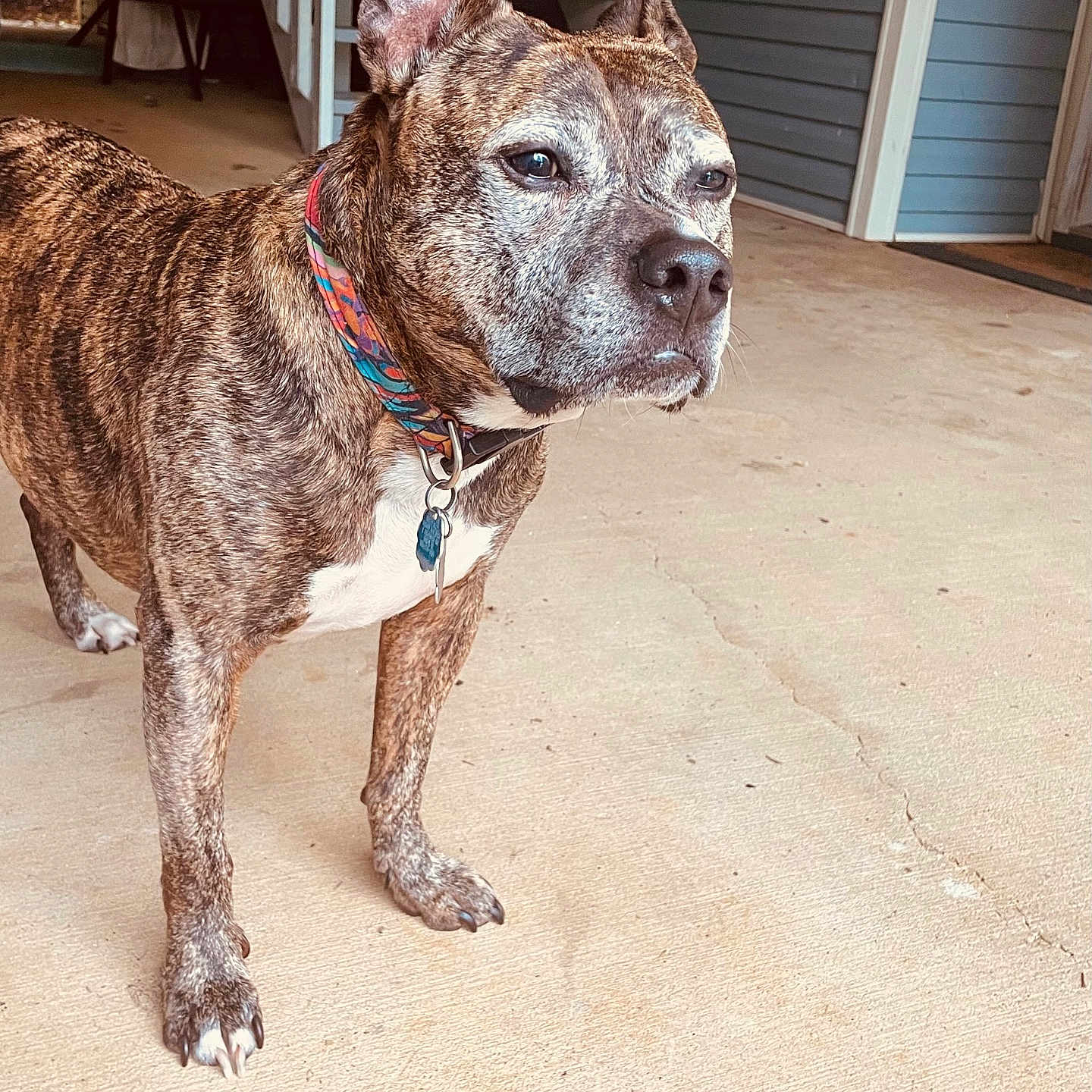 Belly Flop is registered to the contest to win money with this photo: accessories, animal, architecture, boxer, building, bulldog, canine, dog, frenchbulldog, hardwood, indoors, interiordesign, outdoors, pet, pitbull, puppy, shelter, stainedwood, strap, wood