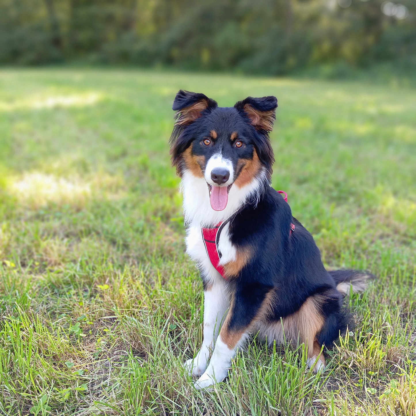Biscuit a rejoint le concours — aidez-le/la à gagner de superbes lots ! accessories, animal, canine, collie, countryside, dog, field, germanshepherd, grass, grassland, husky, lawn, leash, nature, outdoors, pet, plant, puppy, strap, terrier