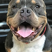 Biggie joined the competition — help win amazing prizes! dog, pet, close_up, tongue_out, happy, smiling, canine, animal, fur, ears, nose, collar, brown, black, white, portrait, friendly, cute, domestic_animal, muzzle