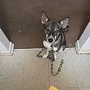 Wishbone is registered to the contest to win money with this photo: dog, pet, canine, sitting, pointy_ears, short_hair, black_and_white, gray_fur, white_chest, brown_floor, tile_floor, doorway, indoors, leash, collar, paws, looking_at_camera, portrait, home, animal
