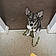 Wishbone