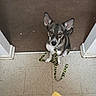 dog, pet, canine, sitting, pointy_ears, short_hair, black_and_white, gray_fur, white_chest, brown_floor, tile_floor, doorway, indoors, leash, collar, paws, looking_at_camera, portrait, home, animal