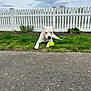 Cocobean is registered to the contest to win money with this photo: dog, white_dog, tennis_ball, grass, picket_fence, outdoor, pet, animal, playing, resting, collar, nature, cloudy_sky, yard, front_yard, canine, summer, daytime, lawn, fetch