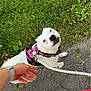 Cocobean is registered to the contest to win money with this photo: dog, white_dog, leash, harness, pink_harness, person, hand, red_pants, white_shirt, sidewalk, grass, outdoor, pet, walking, canine, happy, looking_up, nature, daytime, animal
