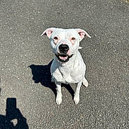 Cocobean is registered to the contest to win money with this photo: dog, white_dog, smiling, sitting, outdoor, sunlight, asphalt, shadow, pet, canine, happy, ears, nose, mouth, pavement, daytime, animal, looking_up, tongue, friendly