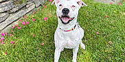 Cocobean is registered to the contest to win money with this photo: dog, white_dog, grass, green_lawn, stone_wall, pink_flowers, pet, happy_dog, outdoor, nature, collar, canine, smiling_dog, summer, playful, animal, garden, sunlight, cute_dog, pets