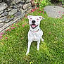 dog, white_dog, grass, green_lawn, stone_wall, pink_flowers, pet, happy_dog, outdoor, nature, collar, canine, smiling_dog, summer, playful, animal, garden, sunlight, cute_dog, pets