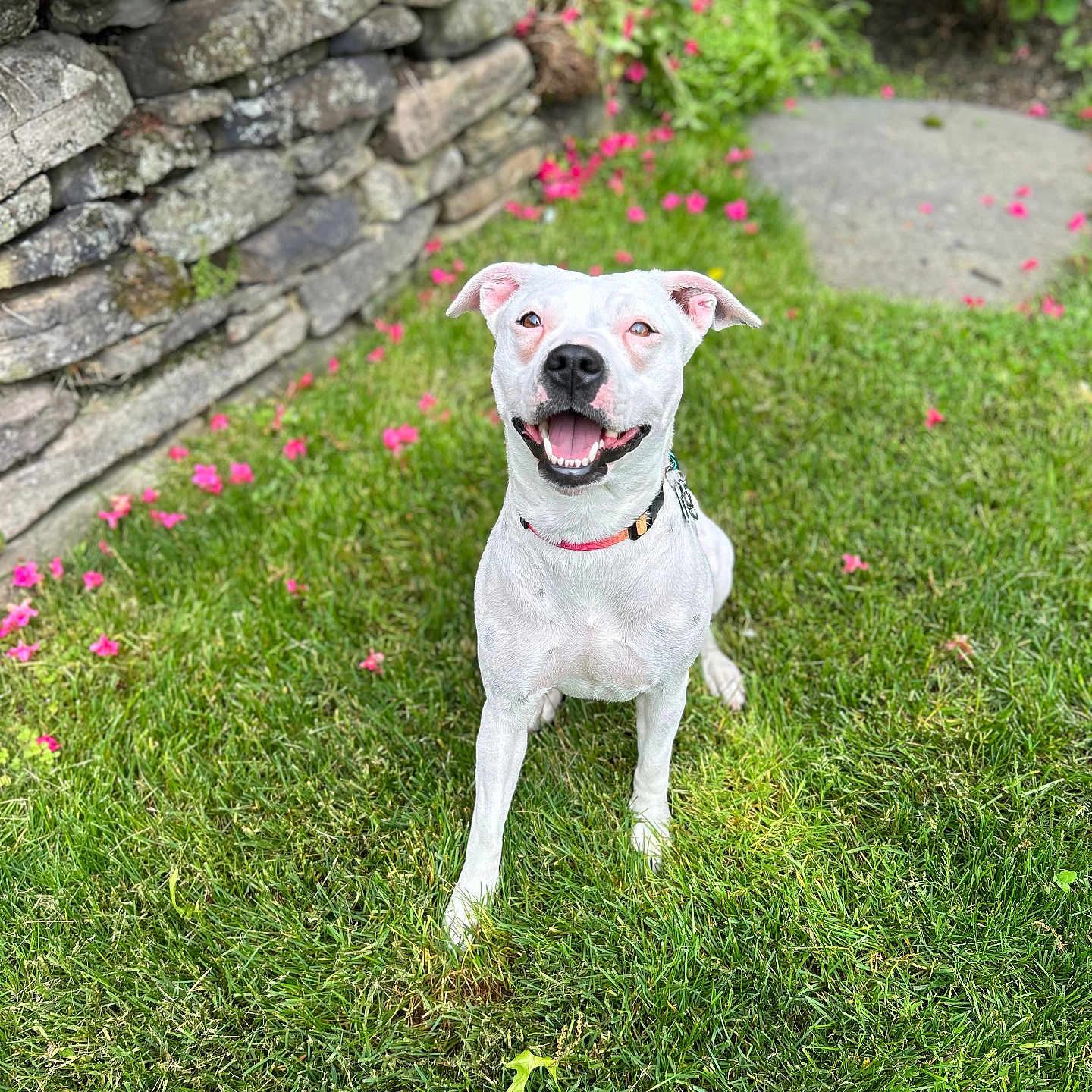 Cocobean is registered to the contest to win money with this photo: animal, canine, collar, cute_dog, dog, garden, grass, green_lawn, happy_dog, nature, outdoor, pet, pets, pink_flowers, playful, smiling_dog, stone_wall, summer, sunlight, white_dog